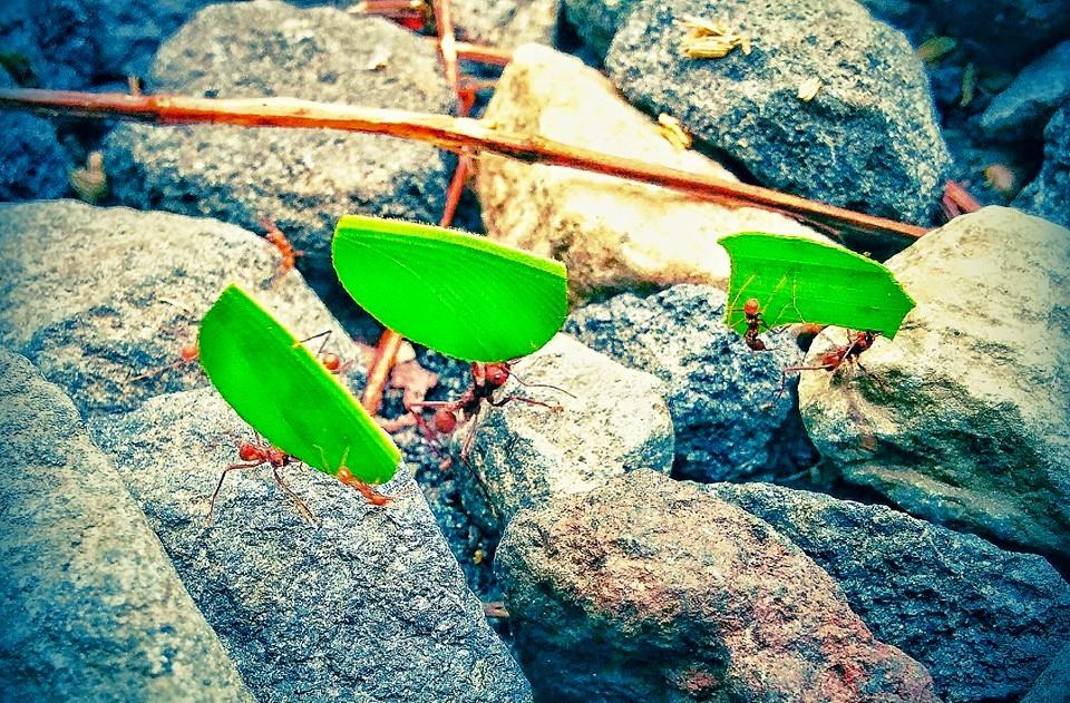 Como las hormigas Atta: respeto y trabajo en equipo